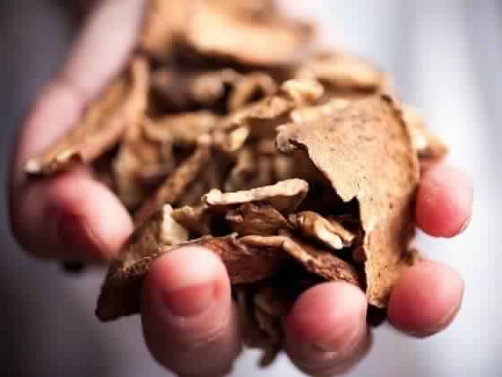 Quels sont les bienfaits insoupçonnés de la chicorée