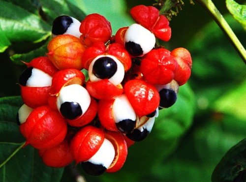 Perdre du poids avec le guarana?