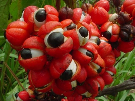 Où acheter du guarana de qualité ?