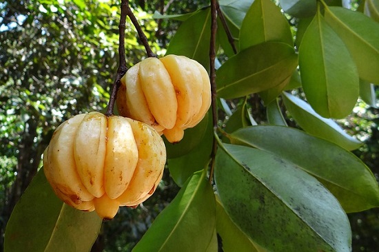 avis garcinia cambogia