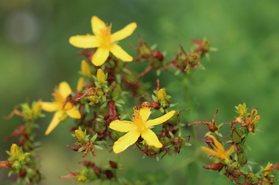 bienfaits des fleurs de Bach