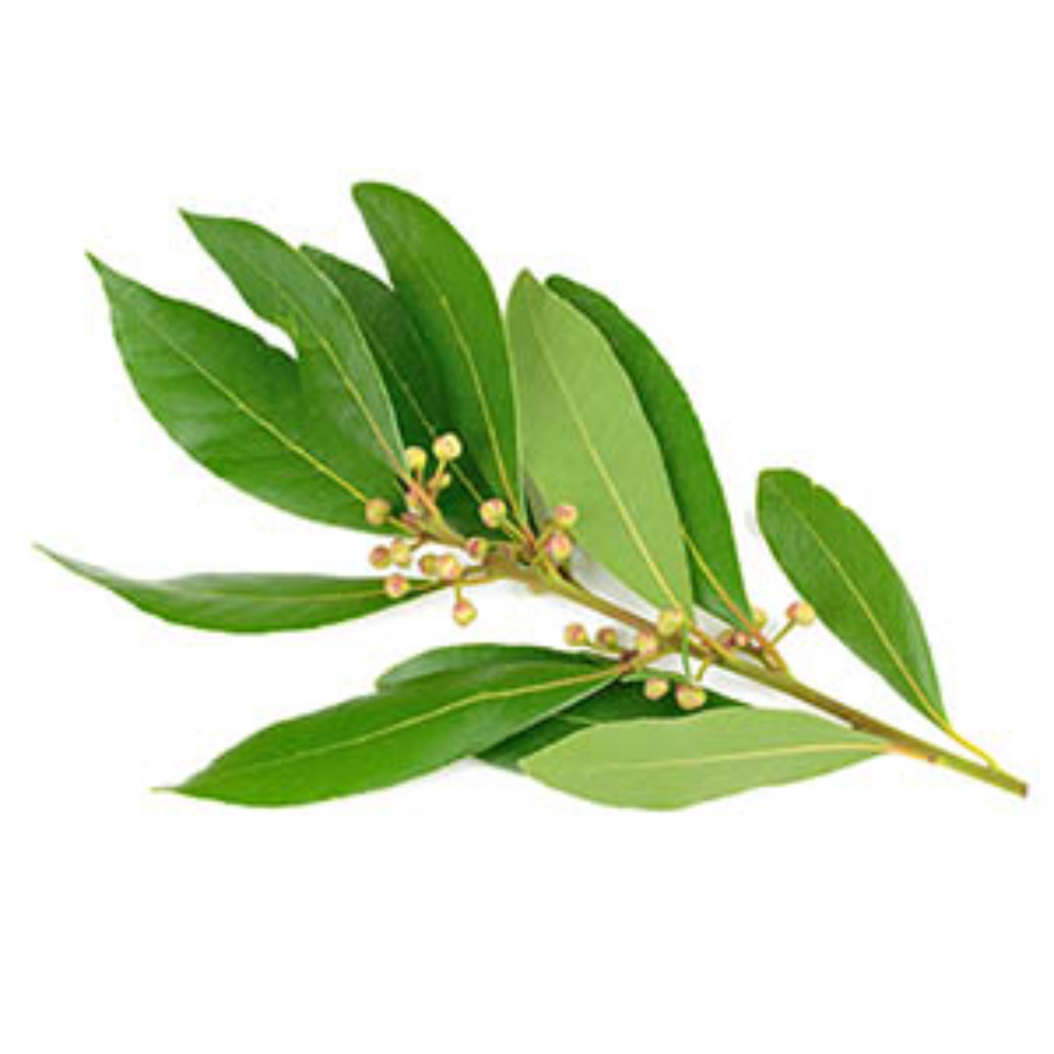 L'huile de Ravintsara, le médicment naturel de Madagascar