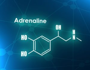 Effet du clenbuterol