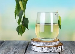 Sève de bouleau, entre detox et stimulation !