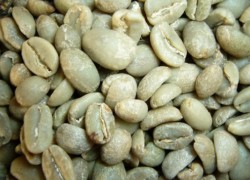 Café vert : toutes les vertus, bienfaits de cet aliment minceur