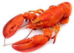 Chitosan : avis sur une fibre potentiellement dangereuse ?