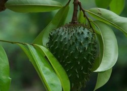 Feuille de corossol : les vertus et les bienfaits des feuilles de ce fruit exotique