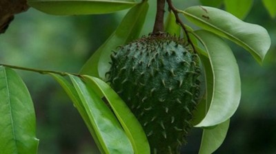 Feuille de corossol : les vertus et les bienfaits des feuilles de ce fruit exotique