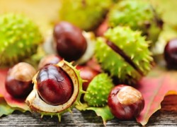 Marronnier d’Inde : vertus des extraits de ce fruit, propriétés, utilisations et avis