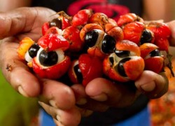 Guarana : avis, bienfaits, effets et posologie