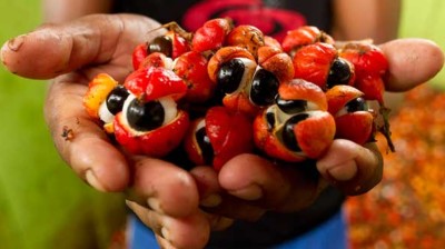 Guarana : avis, bienfaits, effets et posologie