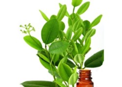 L’huile essentielle de Ravintsara, pour lutter contre les virus