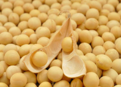 Lécithine de soja : focus sur l’un des additifs alimentaires utilisés comme complément alimentaire