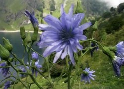 Quels sont les bienfaits insoupçonnés de la chicorée ?