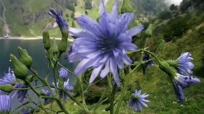 Quels sont les bienfaits insoupçonnés de la chicorée ?