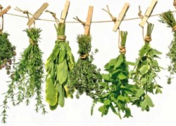 La plante brûle graisse : et si vous perdiez du poids grâce à la Nature et aux plantes ?