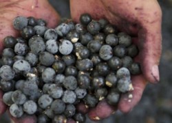 Açaï (baie) : tous les bénéfices, avis, usage et effets