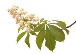 Fleur de Bach : pour un sommeil paisible et éviter les insomnies