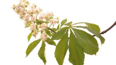 Fleur de Bach : pour un sommeil paisible et éviter les insomnies